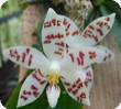 Phal. sumatrana Palawan x zebrina Palawan